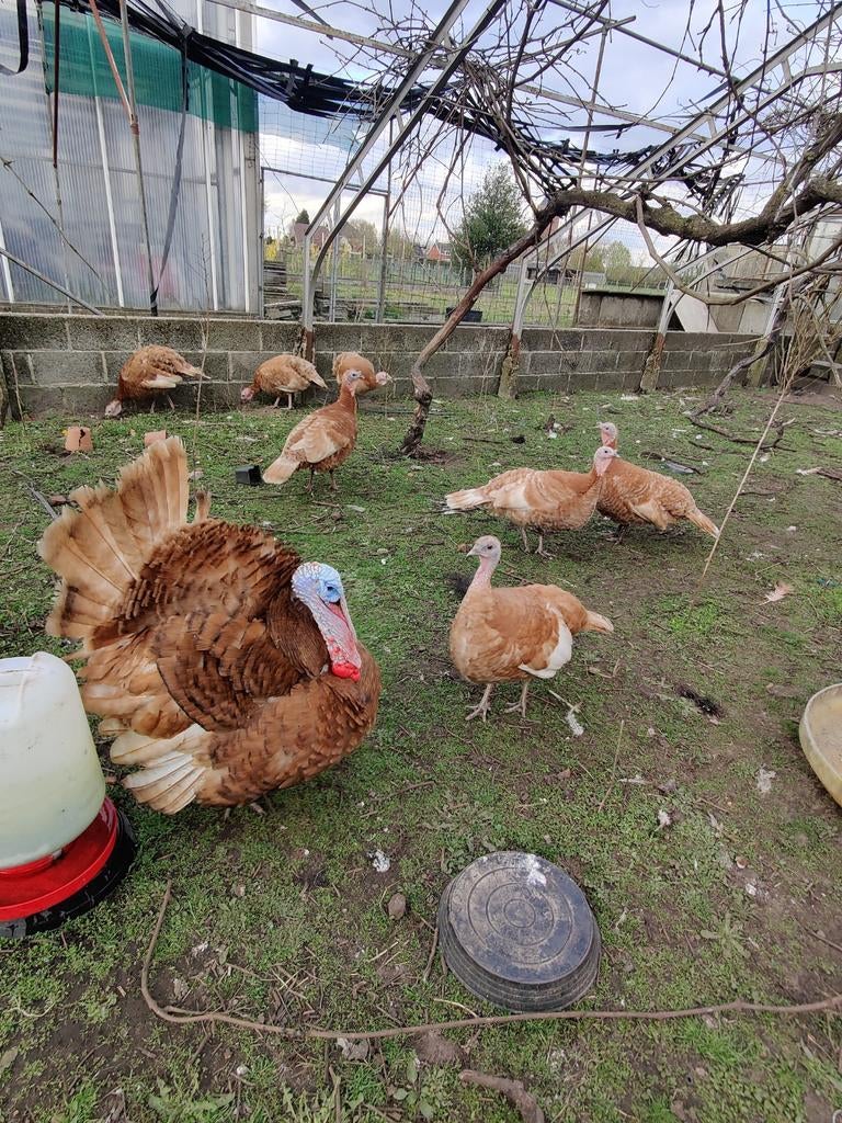 Broedeieren van Rode Ardenner kalkoen, Dieren en Toebehoren, Pluimvee, Geslacht onbekend, Kalkoen