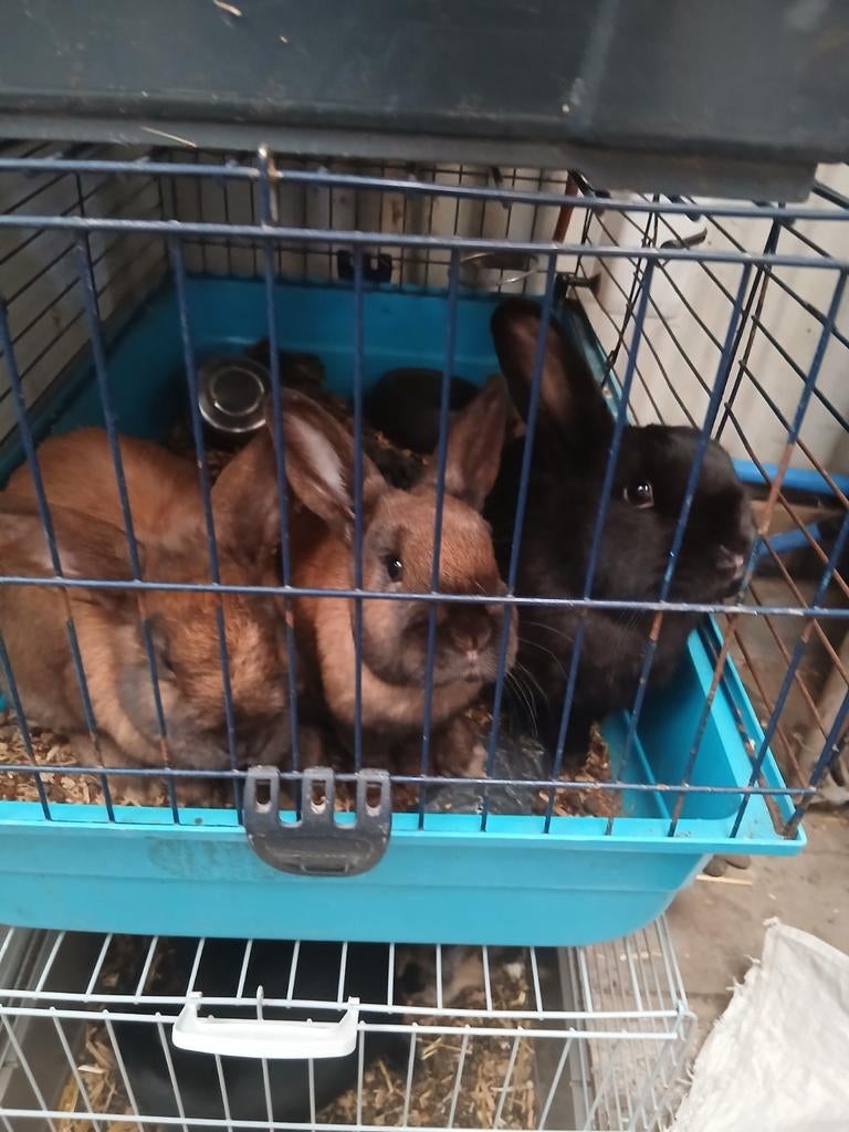 Konijnen te koop  9 stuks met eten en kooi samen 100 euro, Dieren en Toebehoren, Ophalen, Kooi, Konijn