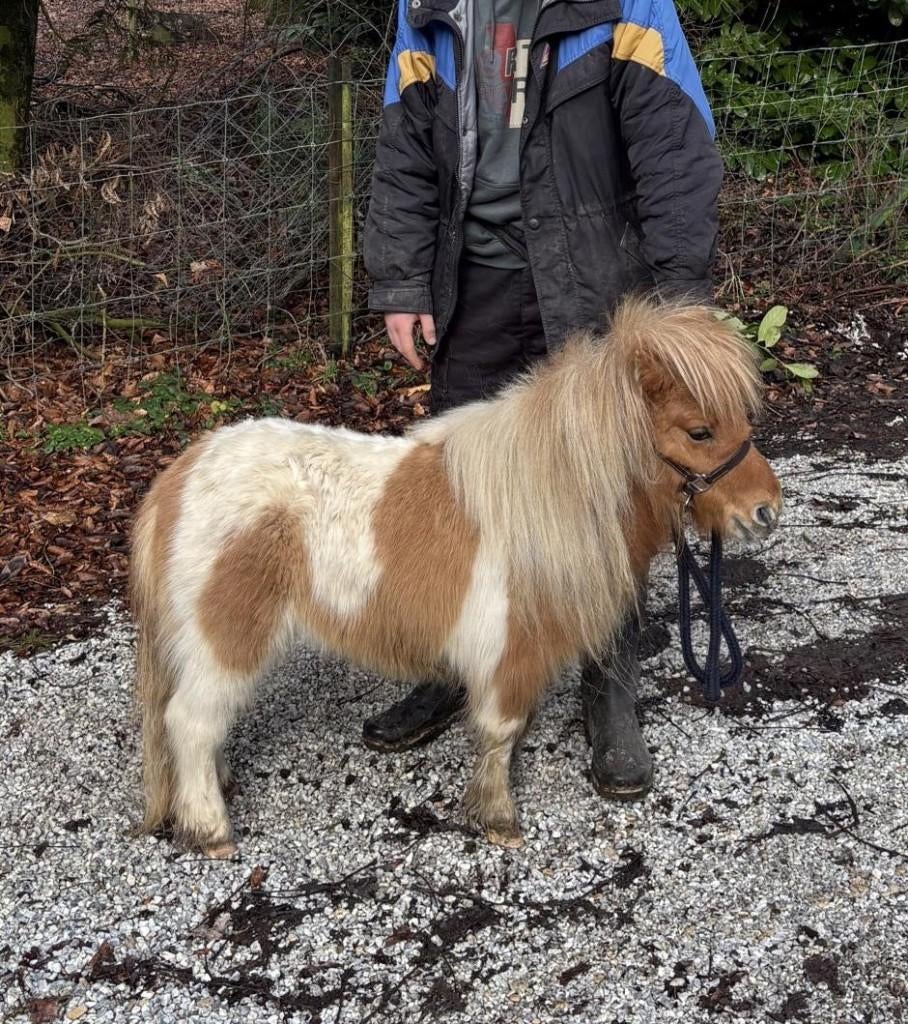 Juments Poneys Shetland taille super miniature, Dieren en Toebehoren, Merrie