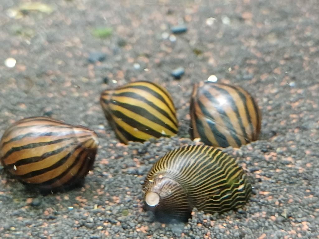 Hobbyaquarium Neritina Turrita zebra/zebrarenslak, Dieren en Toebehoren, Vissen | Aquariumvissen, Vis, Zoetwatervis, Schoolvis