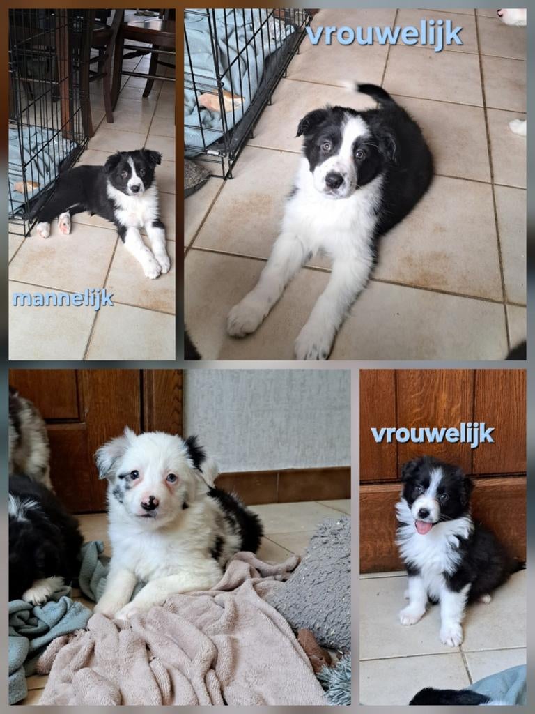 Lieve border collie pups op boerderij ouders aanwezig, Parvo, België, 8 tot 15 weken, Collie