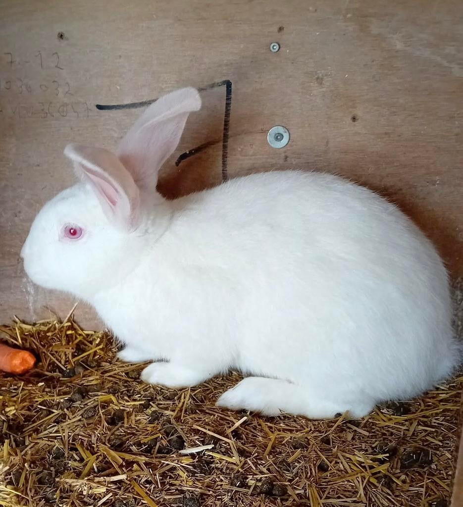 vlinder konijn albino, Dieren en Toebehoren, Konijnen, Mannelijk, Middelgroot, 0 tot 2 jaar