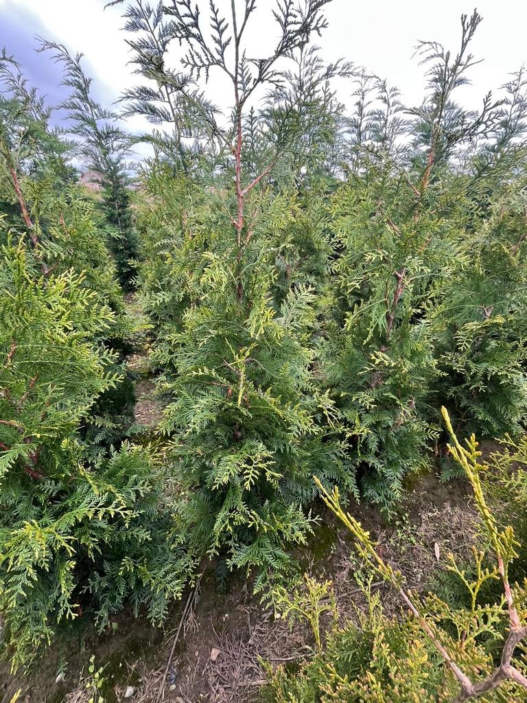 Coniferen ,haagplanten, Tuin en Terras, Ophalen of Verzenden, Haag