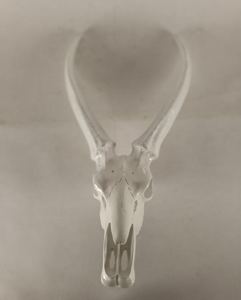 Decoratieve schedel (polyester), Ophalen of Verzenden, Zo goed als nieuw, Schedel