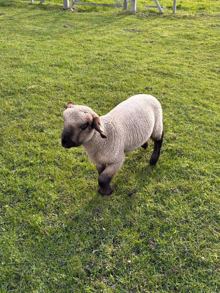 Hampshire down ram lam, Dieren en Toebehoren, Mannelijk, Schaap, 0 tot 2 jaar