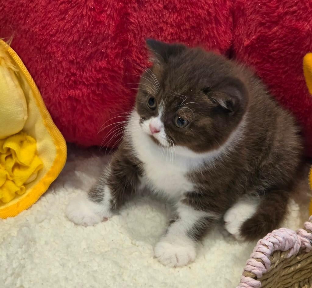 Supermooi choco kitten en een moeder beschikbaar, Kater, Met stamboom, 0 tot 2 jaar