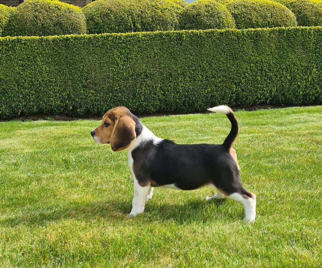 beagle pups, Parvo, België, Beagle, 8 tot 15 weken