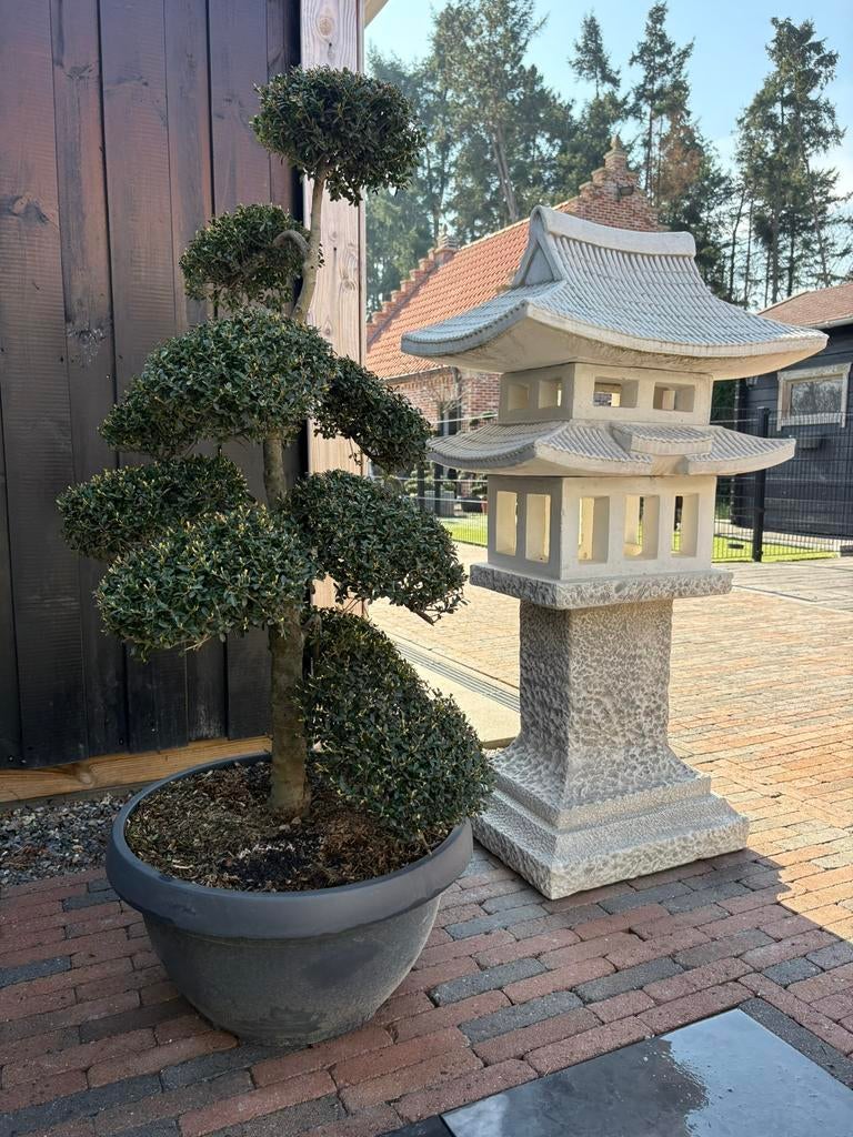 A vendre: bonsaï japonais Ilex crenata1,30/1,40 m/1,60-200 m, Jardin & Terrasse, Enlèvement, En pot