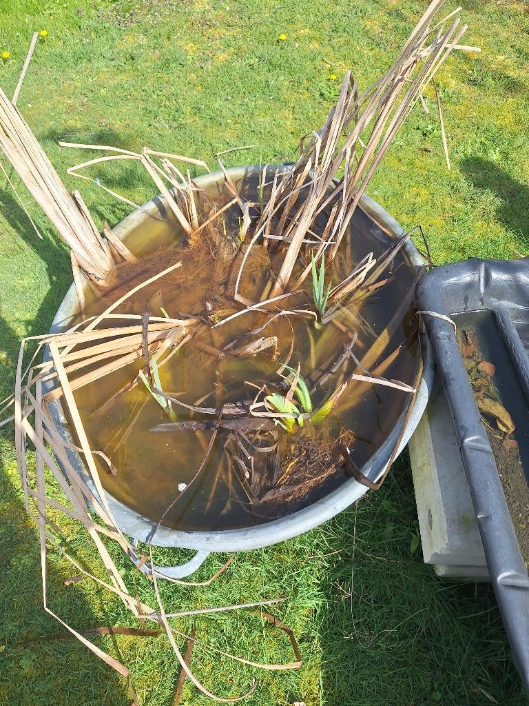 Vijverplanten, Tuin en Terras, Vijver-toebehoren, Ophalen