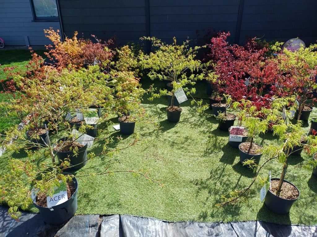 Plusieurs érables japonais ! Dernières pièces, Jardin & Terrasse, Enlèvement