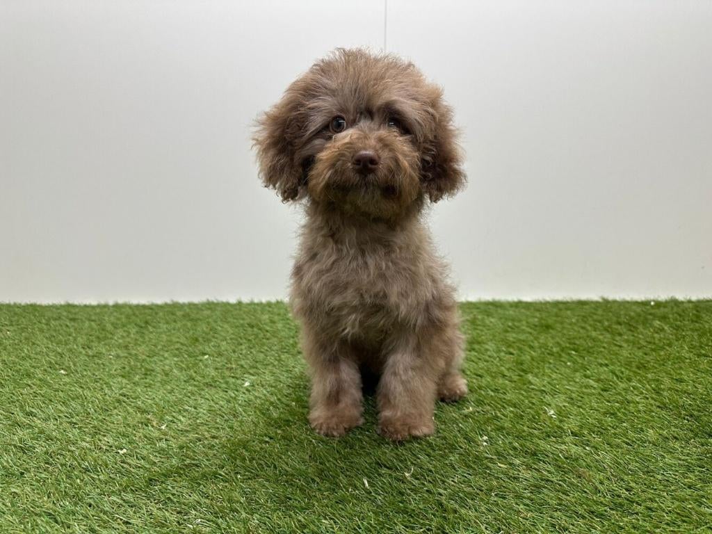 Dwergpoedel pup, Poedel, België, 8 tot 15 weken, Teef