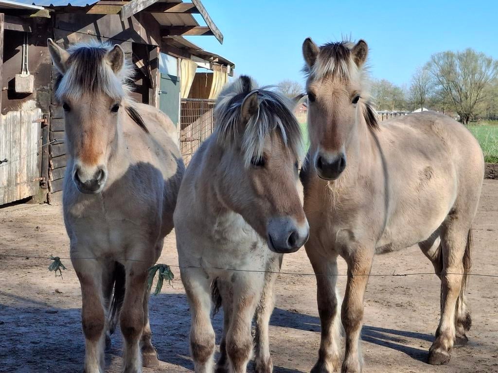 3 fjorden te koop, Dieren en Toebehoren, Paarden, Hengst