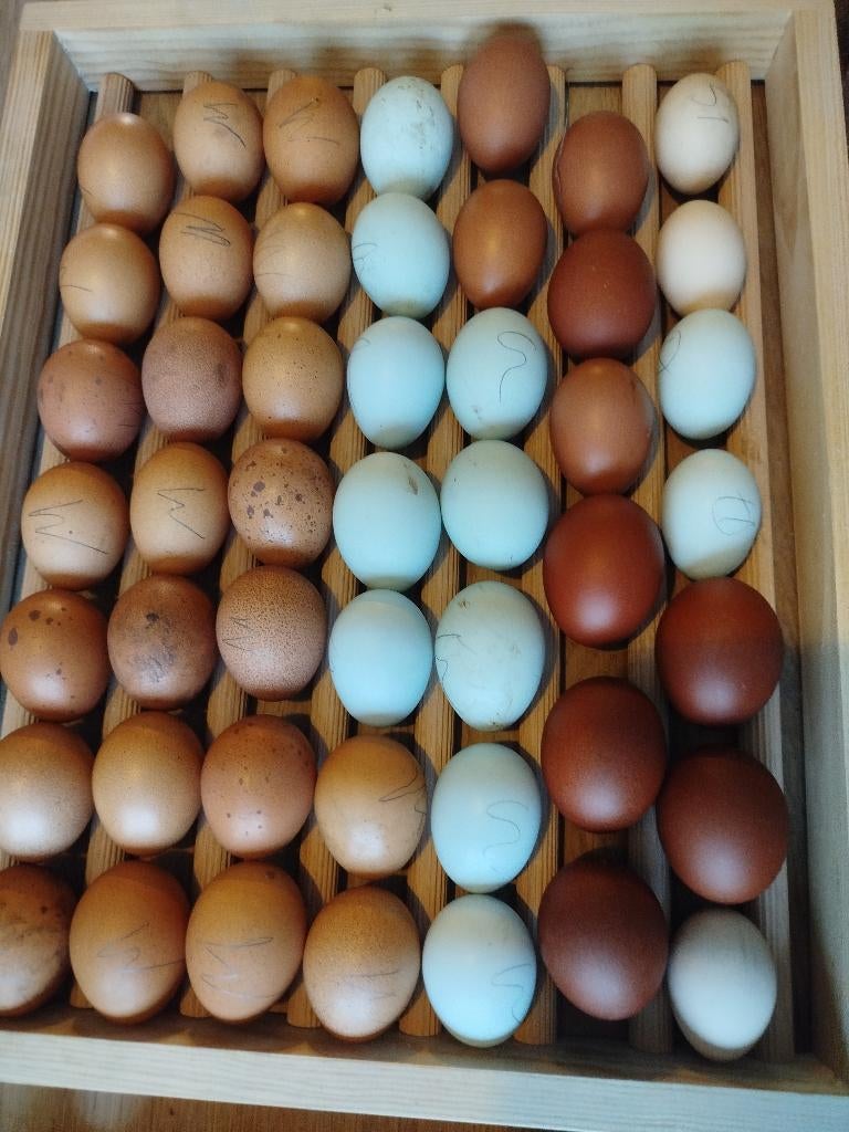 Broedeieren, Dieren en Toebehoren, Pluimvee