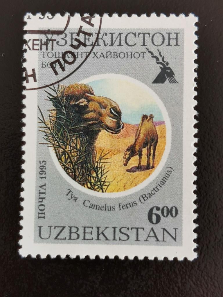 Ouzbékistan 1995 - animaux - chameaux, Enlèvement ou Envoi, Affranchi, Asie centrale