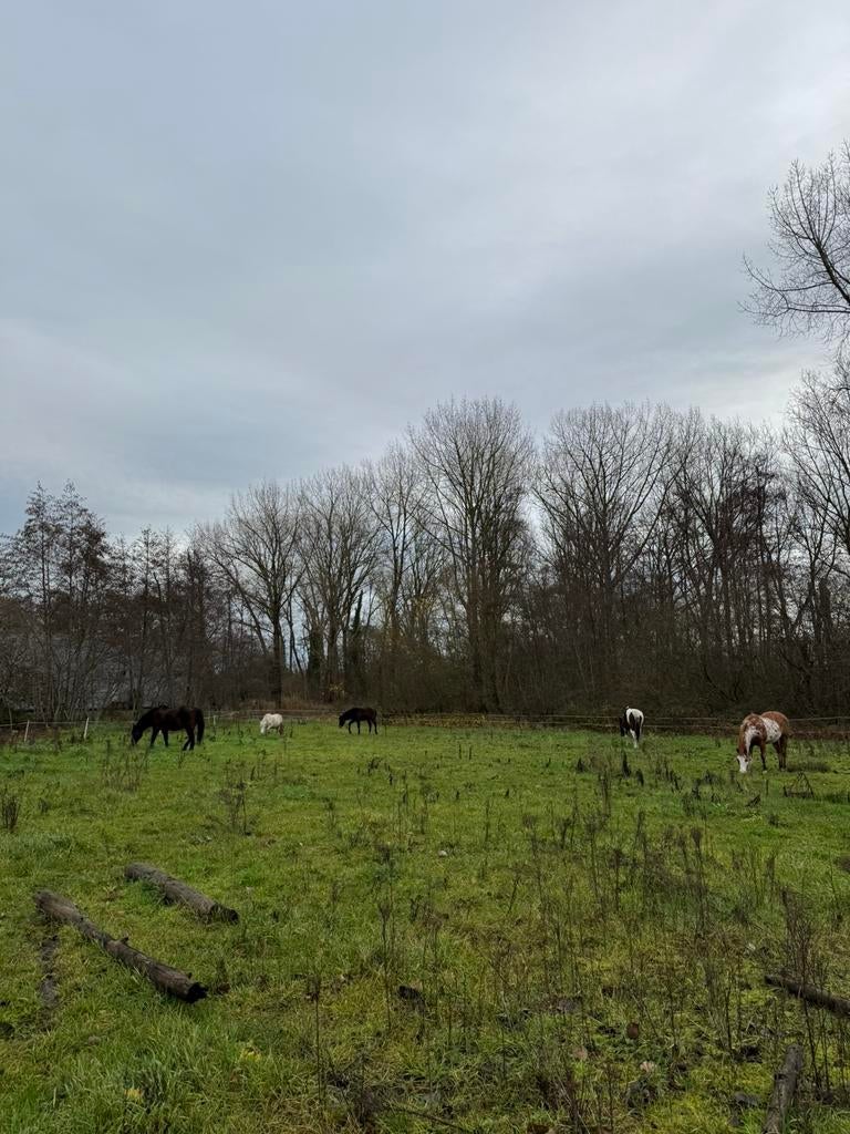 Weide gezocht, Dieren en Toebehoren, Stalling en Weidegang
