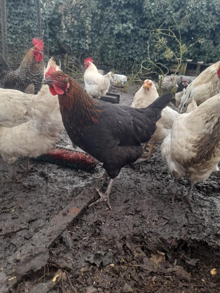 Poule et coq à vendre et 1 canard à vendre, Plusieurs animaux, Poule ou poulet