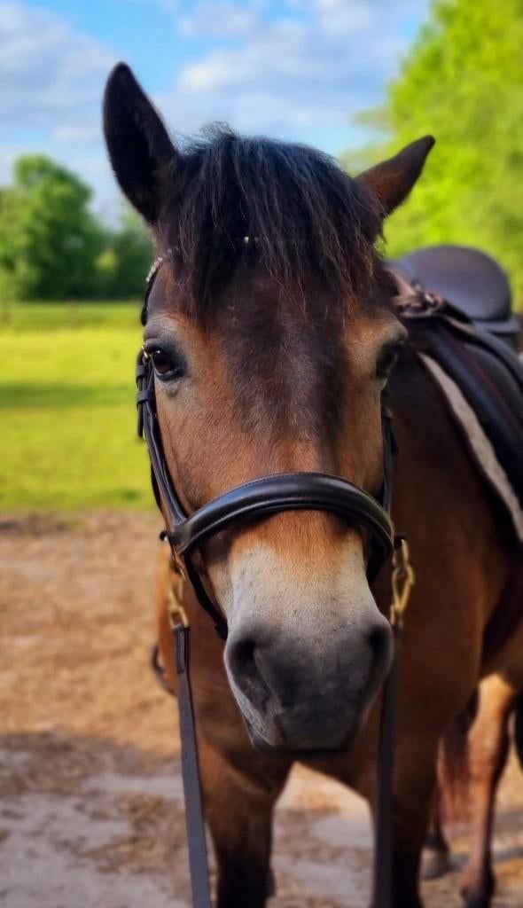 Bijrijder/verzorger gezocht voor exmoor pony te Deurne-Diest, Dieren en Toebehoren, Pony's, Merrie, C pony (1.27m tot 1.37m), Recreatiepony