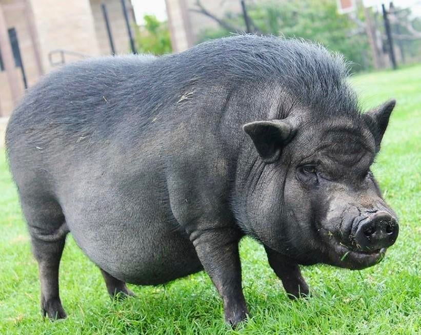 Hangbuik varkens, April, Mannelijk