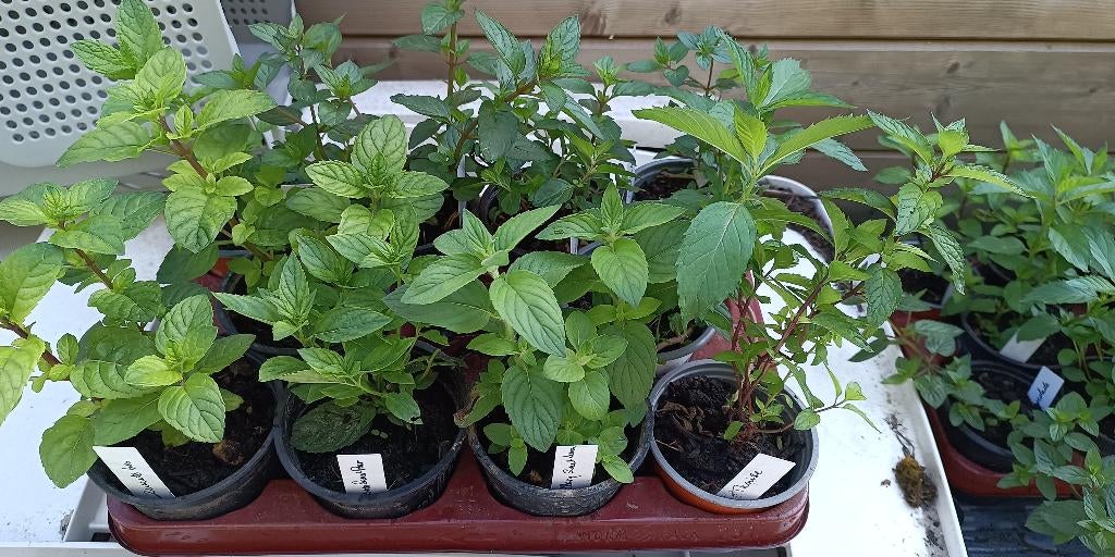 meer dan 30 soorten munt, Tuin en Terras, Planten | Tuinplanten, Vaste plant, Kruiden, Halfschaduw, Lente, Ophalen