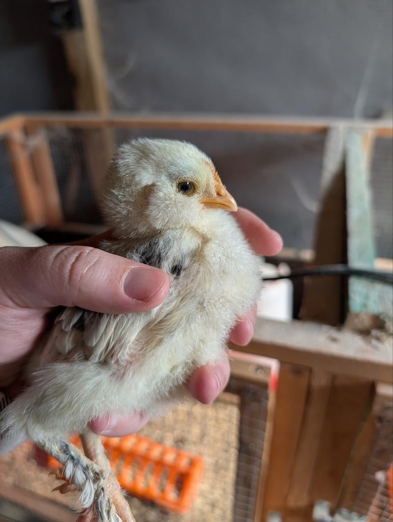 Poussins allemands Faverolle, Animaux & Accessoires, Sexe inconnu