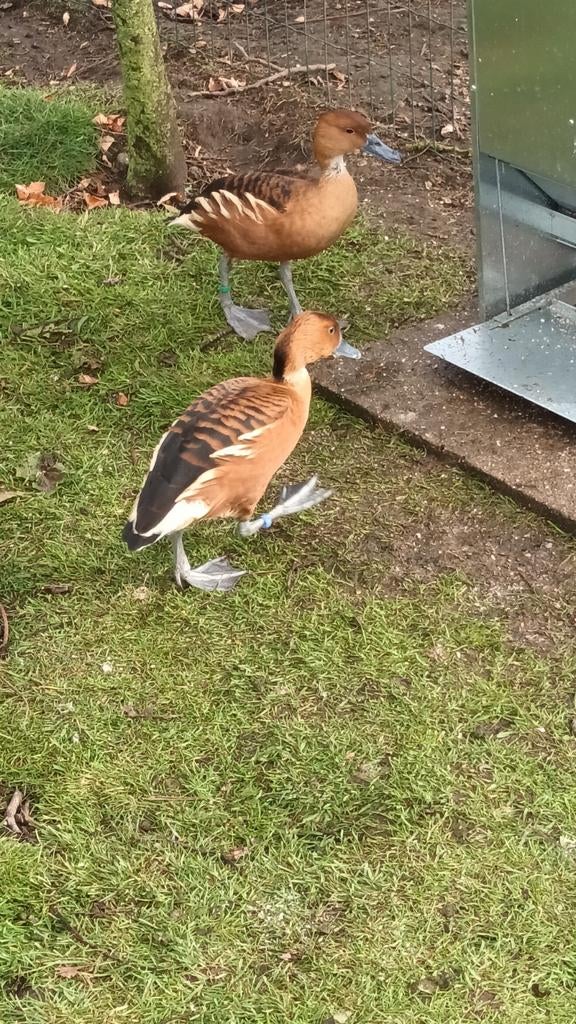 Gele fluiteenden siereenden, Dieren en Toebehoren, Pluimvee