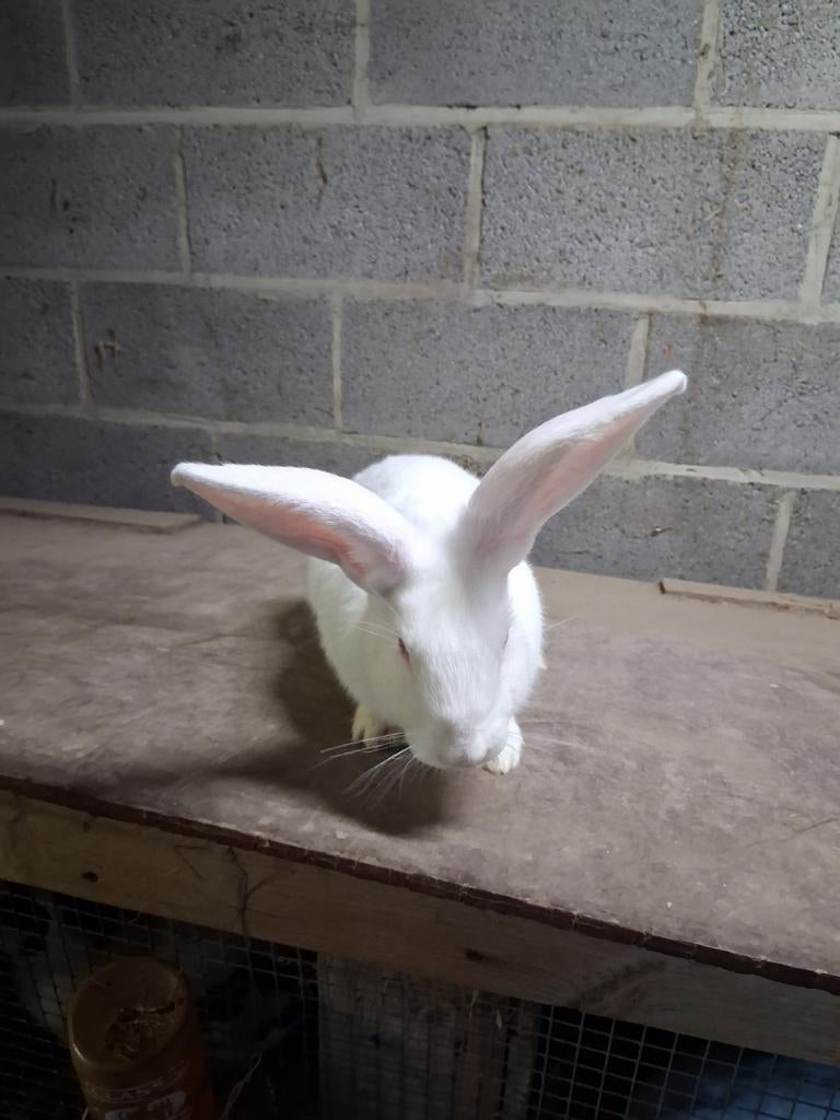 Witte van dendermonde, Dieren en Toebehoren, Konijnen, Mannelijk, Groot, 0 tot 2 jaar