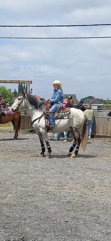 Andalusiër, Minder dan 160 cm, Ruin, Recreatiepaard, Gechipt