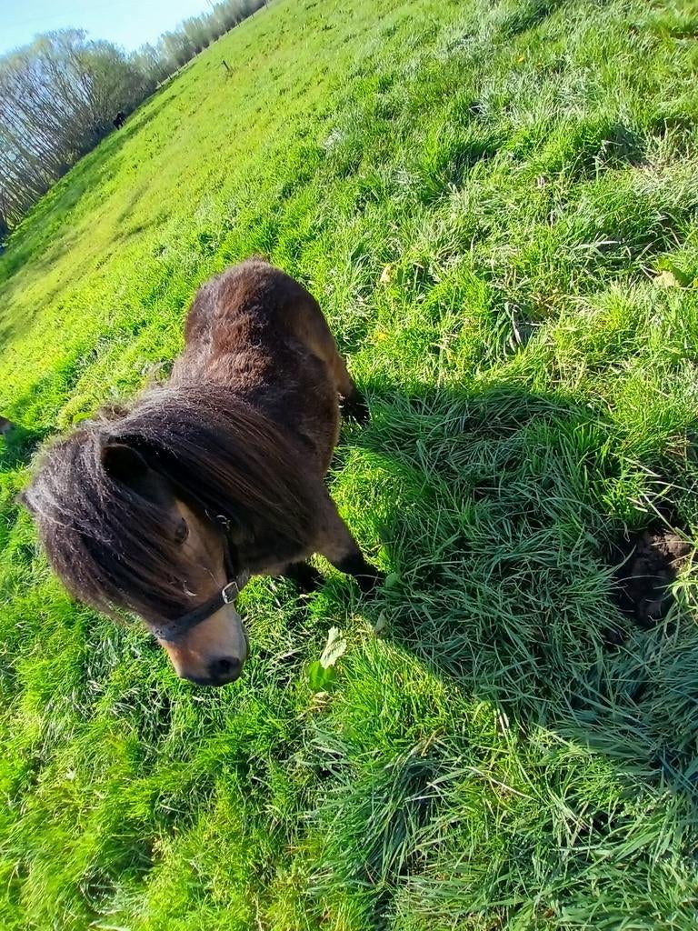 Pony, Dieren en Toebehoren, Pony's, Merrie