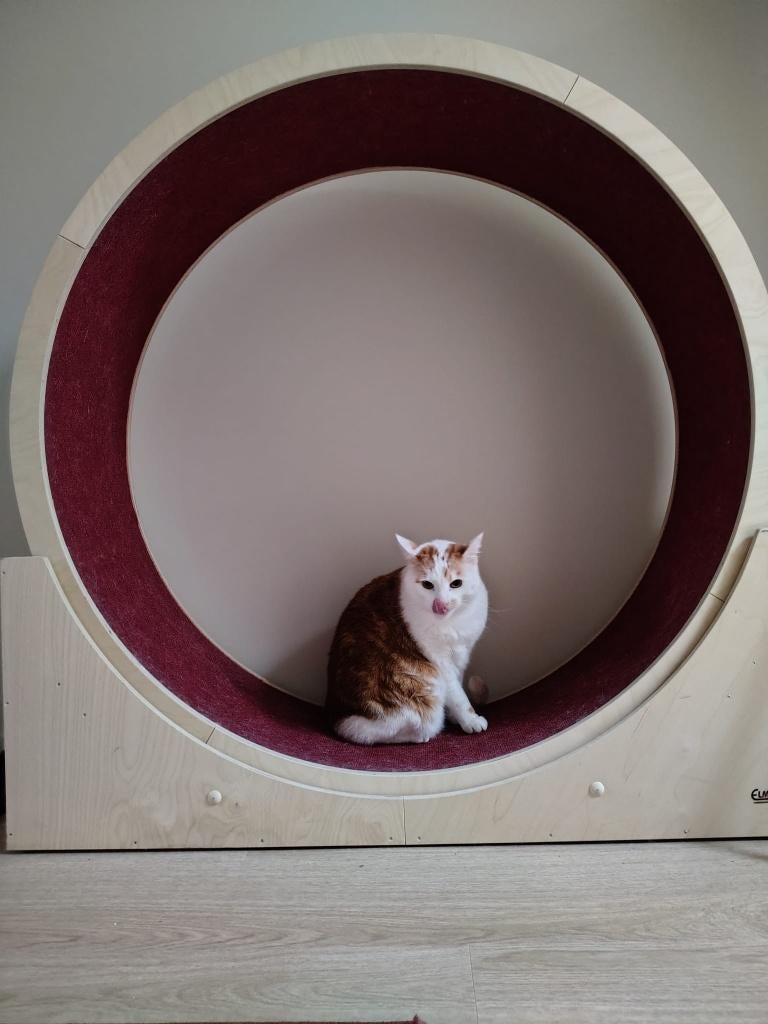 Loopwiel katten, Enlèvement, Utilisé, Autres jouets