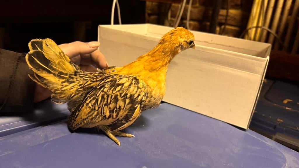 Ayam serama, Animaux & Accessoires, Sexe inconnu, Poule ou poulet