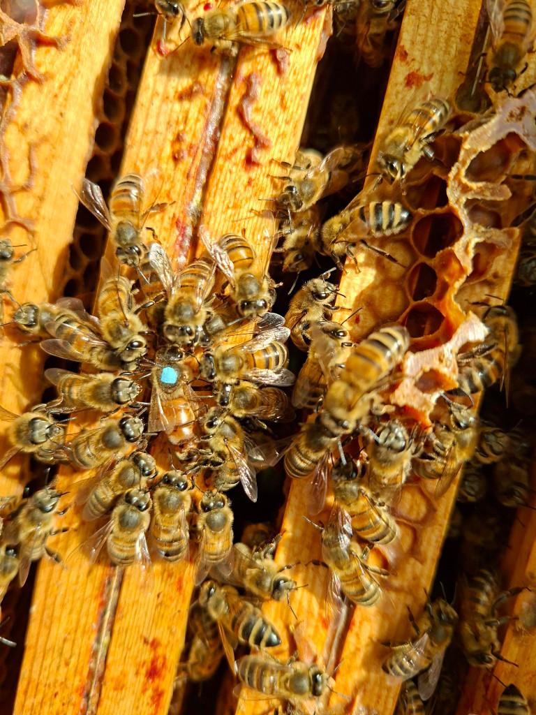 bijenvolken te koop, Dieren en Toebehoren, Insecten en Spinnen, Bijen