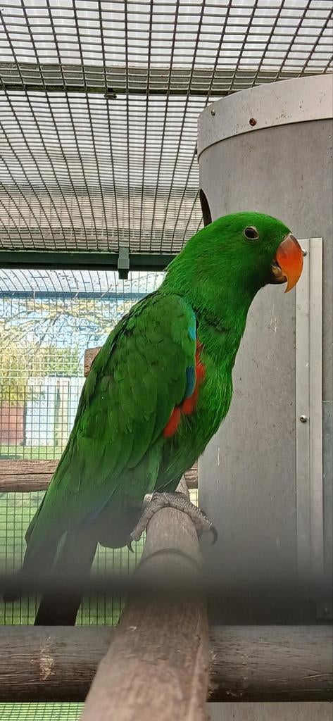 Edelpapegaai, Animaux & Accessoires