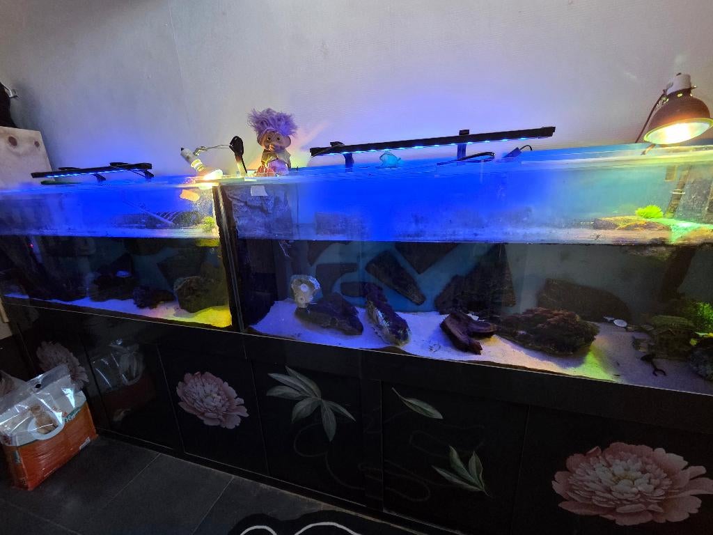 Waterschildpadden, Dieren en Toebehoren, Reptielen en Amfibieën, Schildpad