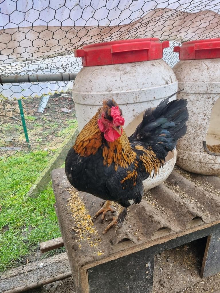 Un couple coq et poule.