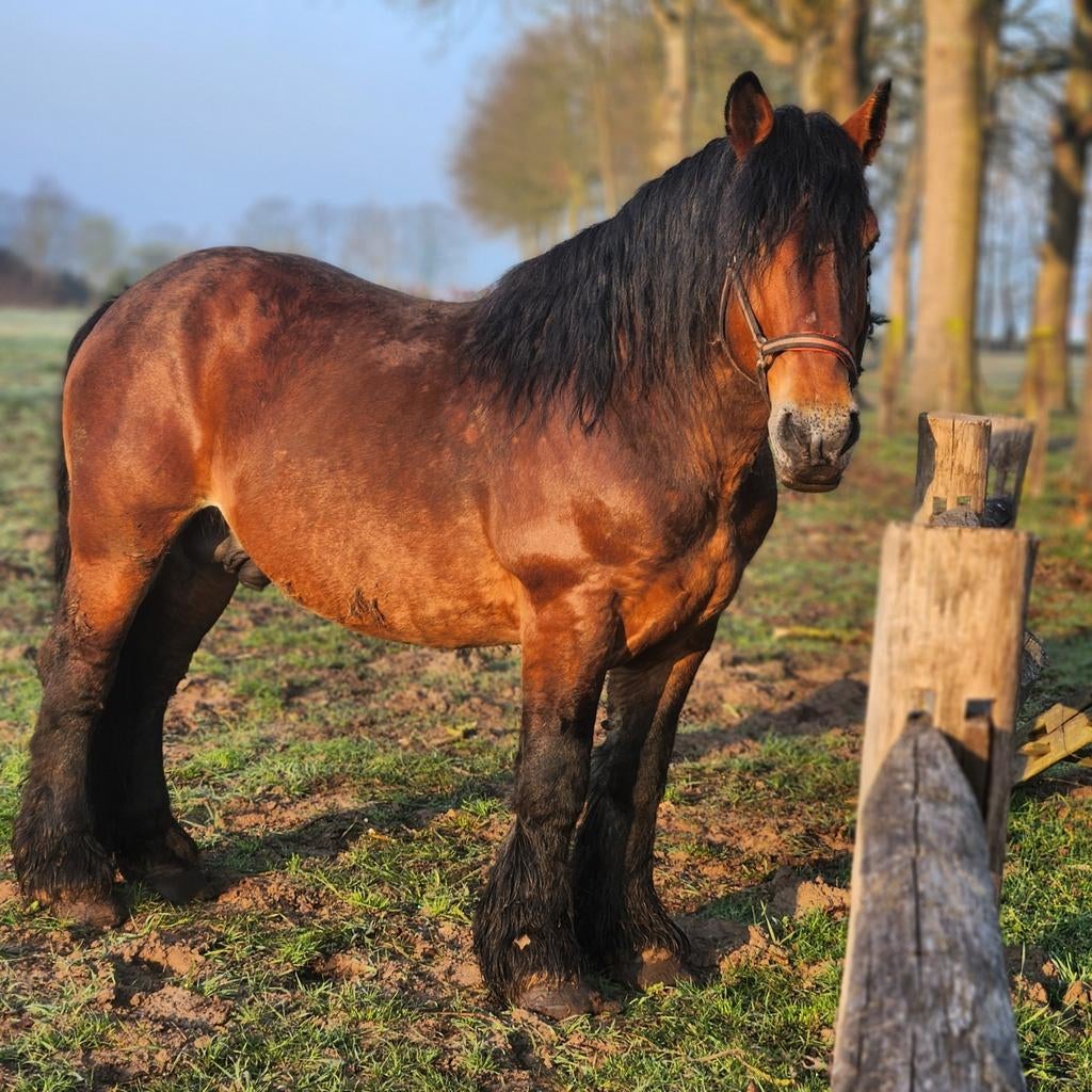 Ardenner hengst handtam en geleerd-zeer rustig., Dieren en Toebehoren, Paarden, Hengst