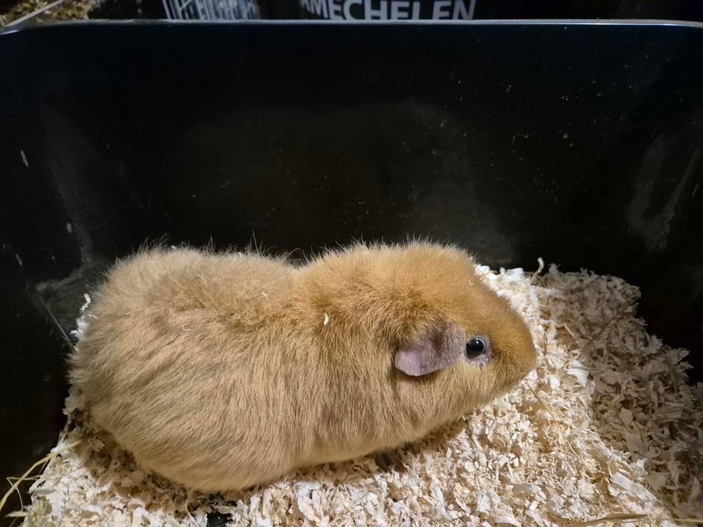 Mooie lieve creme US TEDDY beer, Dieren en Toebehoren, Knaagdieren, Cavia, Mannelijk, Mei, Tam
