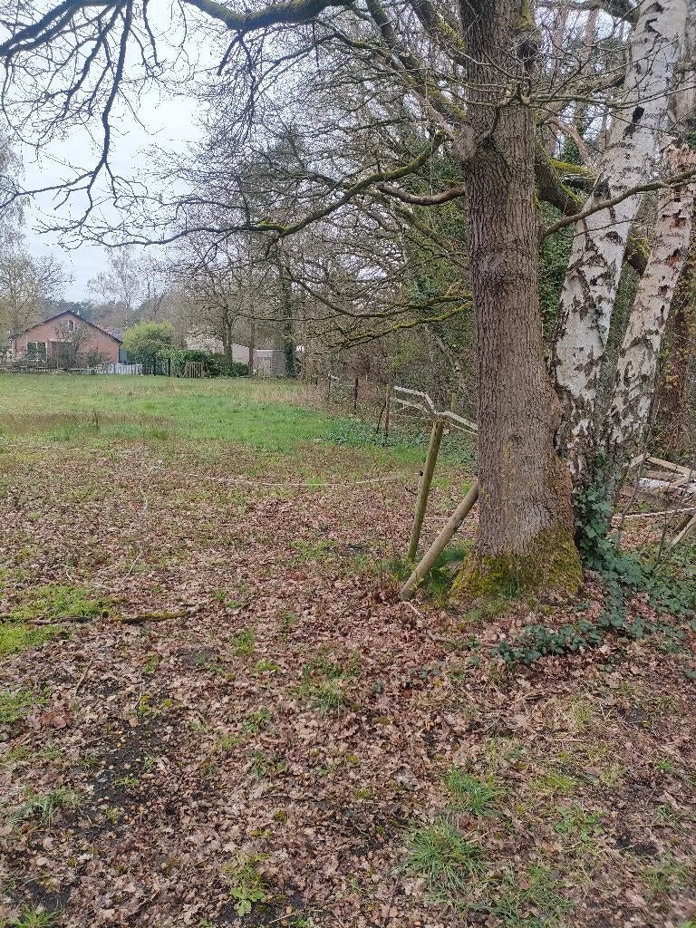 Weide, Pâturage, 1 cheval ou poney