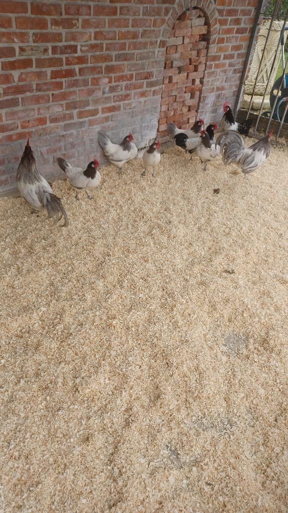 kriel lakenvelders, Animaux & Accessoires, Volatiles