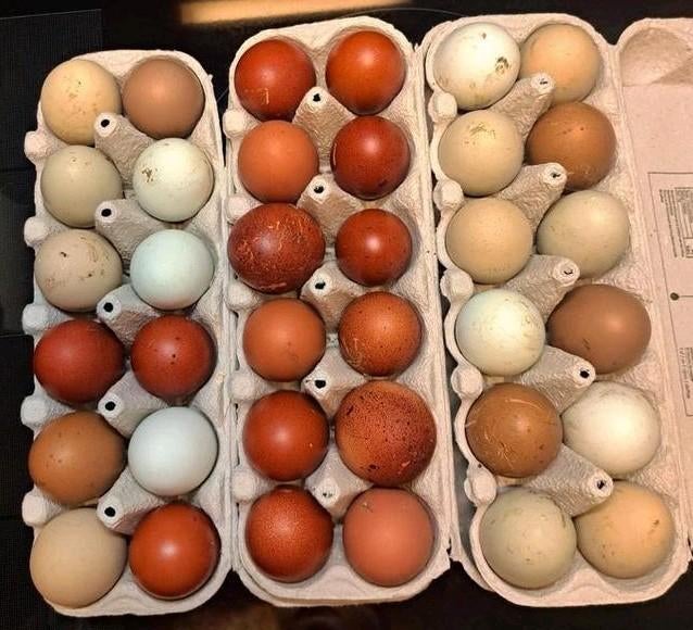 Olijfleggers/groenlegger en marans broedeieren, Dieren en Toebehoren, Pluimvee