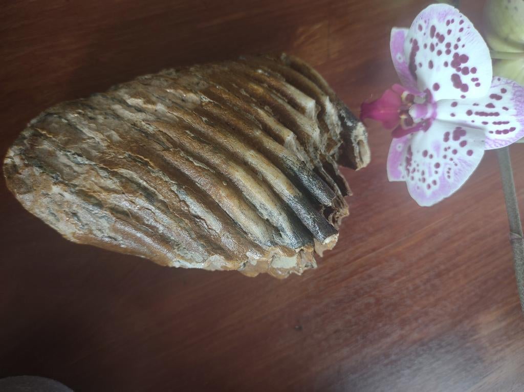 Mammoet tand, Verzamelen, Mineralen en Fossielen, Verzenden, Fossiel