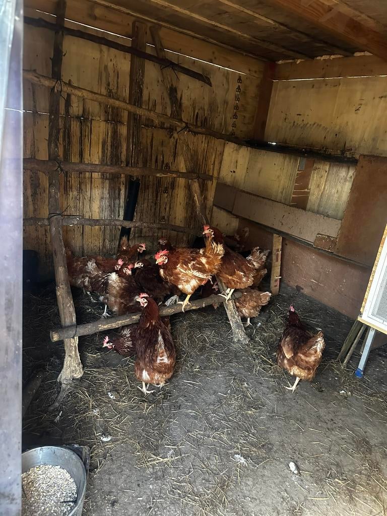 Kippen, Dieren en Toebehoren, Pluimvee, Kip