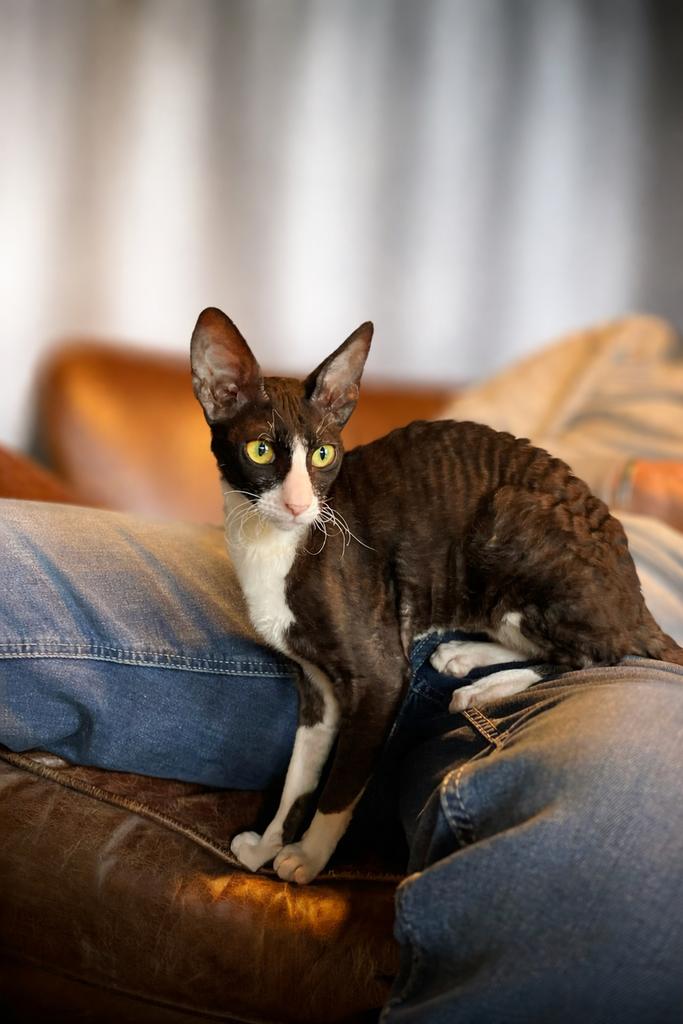 Une portée de Cornish Rexjes est attendu début mai 2026, Plusieurs animaux, Avec puce électronique, 0 à 2 ans