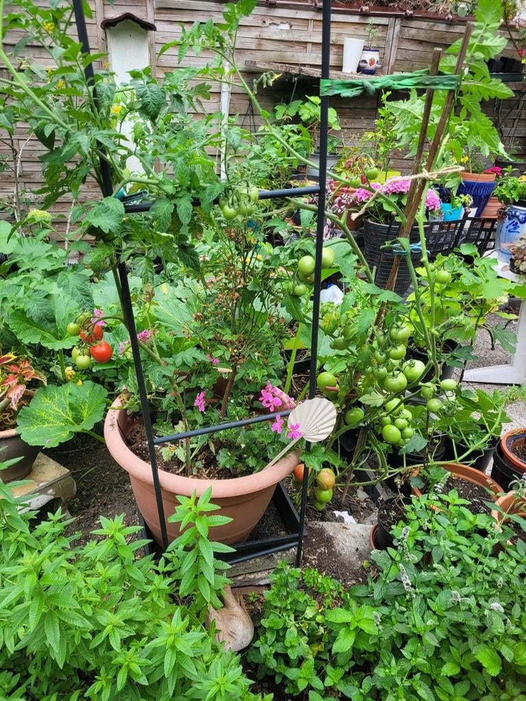 Figuier, Ophalen of Verzenden