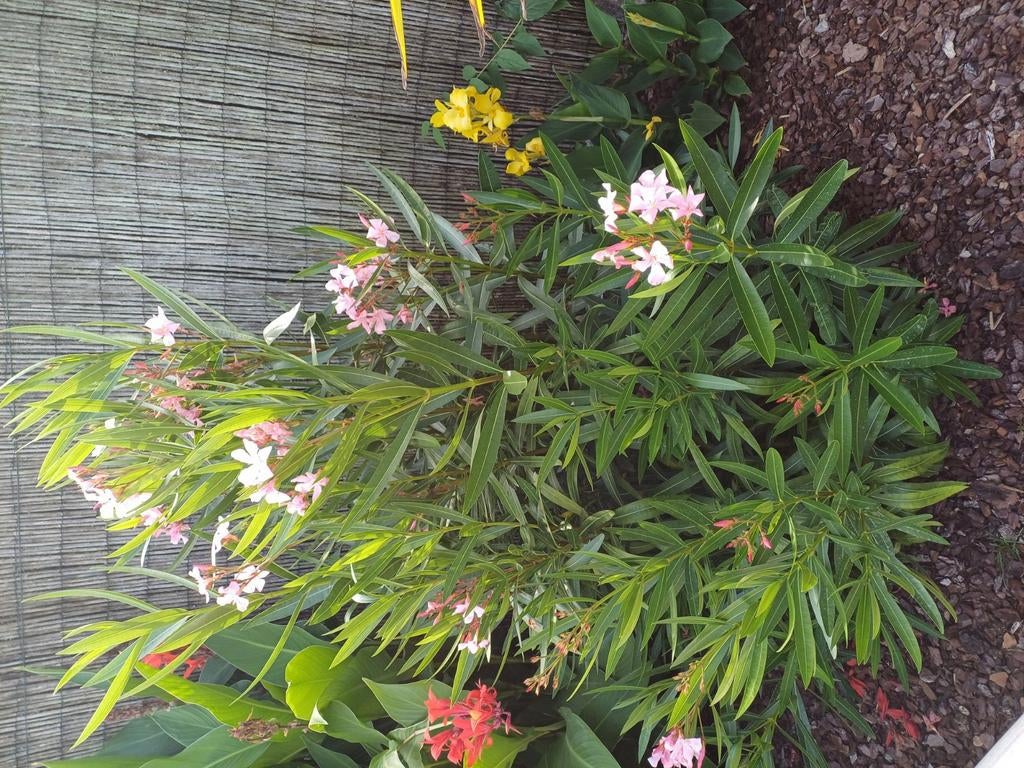 Oleander 1,60m hoog, Ophalen