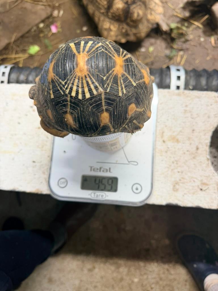 Tortue radiata, Dieren en Toebehoren, Reptielen en Amfibieën, Schildpad