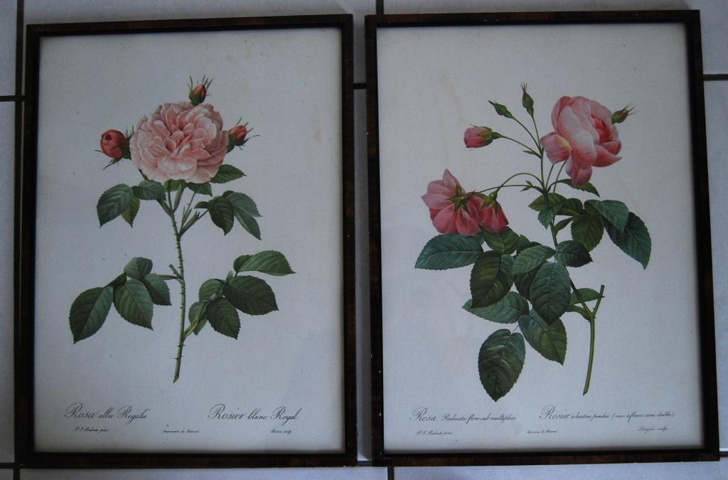 2 Litho's : rozen van P.J. Redouté - ingekaderd, Ophalen of Verzenden