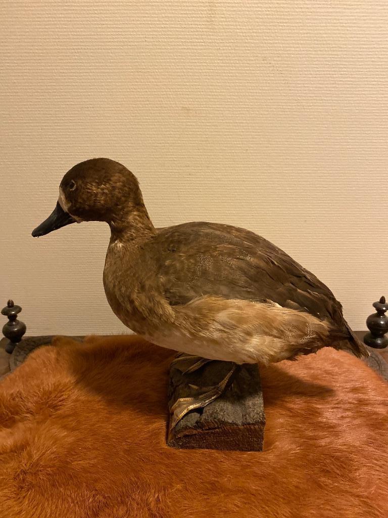 Antiek opgezet eendje, Ophalen