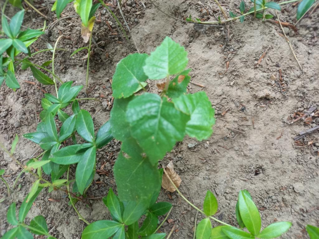 Gratis Jonge Berk, Ophalen, Vaste plant, Overige soorten