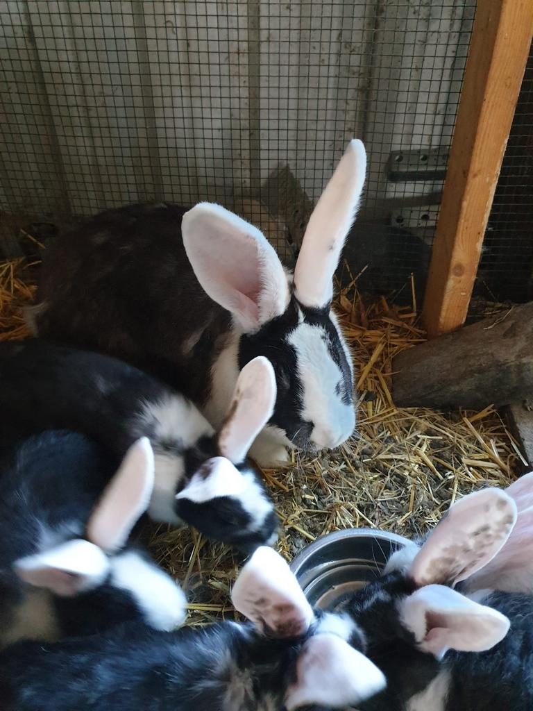Duitse reuzen, Dieren en Toebehoren, Konijnen