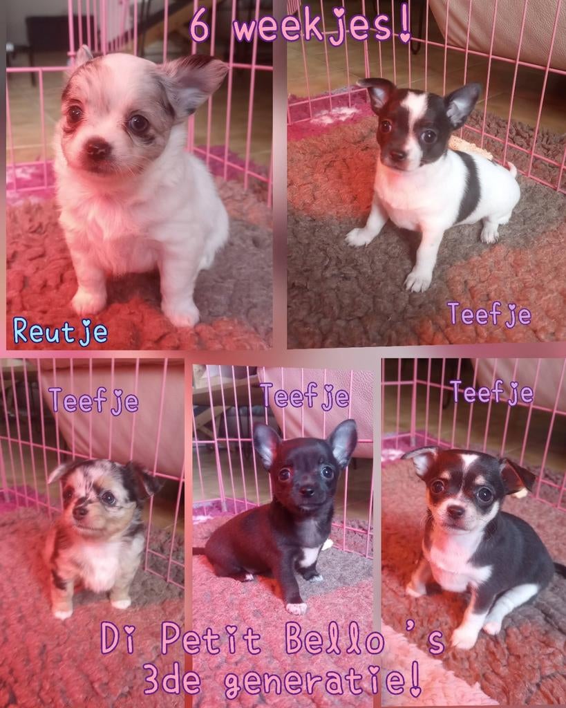 3de generatie medisch volledig geteste Chihuahua Puppietjes!, Particulier, Hépatite contagieuse (maladie de Rubarth), 8 à 15 semaines